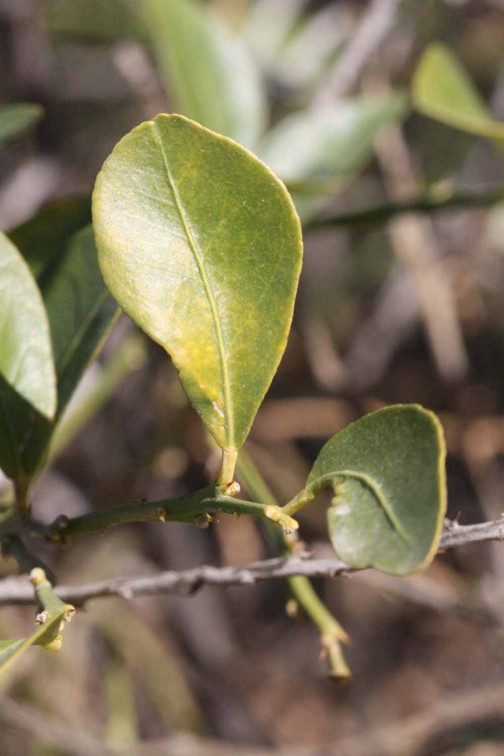              Unifoliolate leaf (Riverside, CA)       
